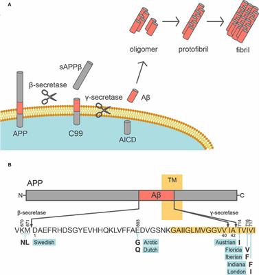 Mouse Models of Alzheimer’s Disease